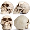 READAEER Resin Skull, Human Head Model for Home Decoration, Halloween
