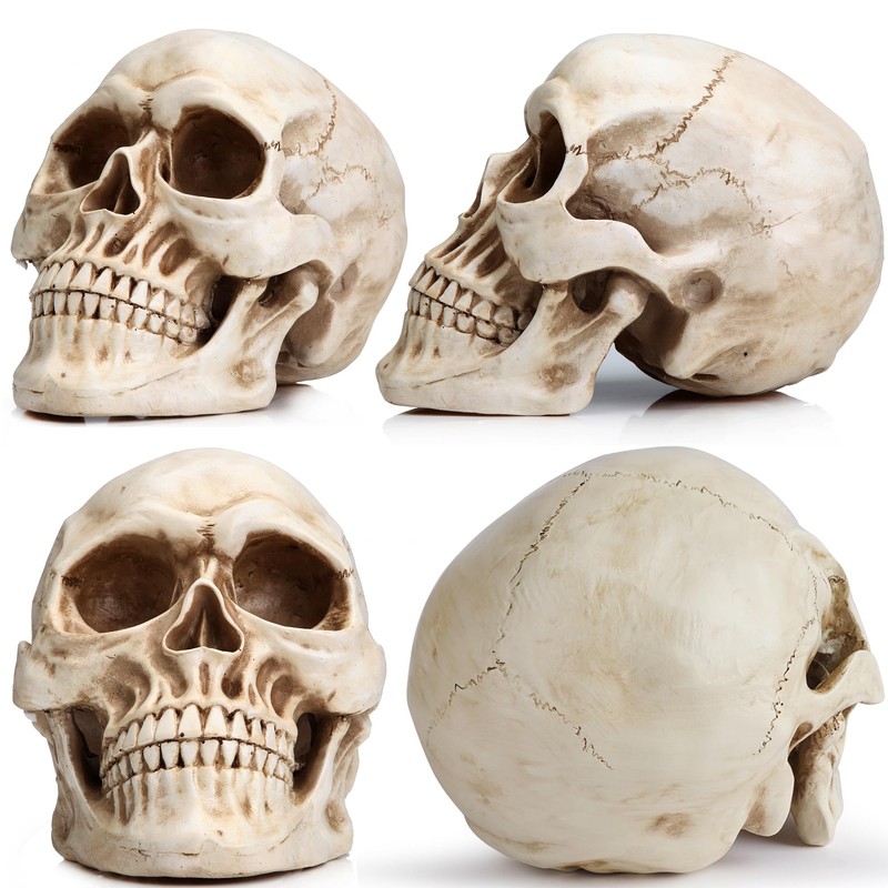 READAEER Resin Skull, Human Head Model for Home Decoration, Halloween
