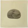 Azeeda 40cm x 40cm 'Curled Up Sleeping British Shorthair Cat'
