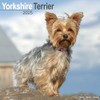 Yorkshire Terrier - Yorkshire Terrier 2025 16-Monatskalender: Original Avonside-Kalender [Mehrsprachig]