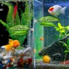 5-Piece Betta Fish Tank Accessories Set: Non-Tear Soft Aquarium Plants,