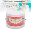 Vruping Modelo de prótesis Dental, Dientes de práctica de Cepillado