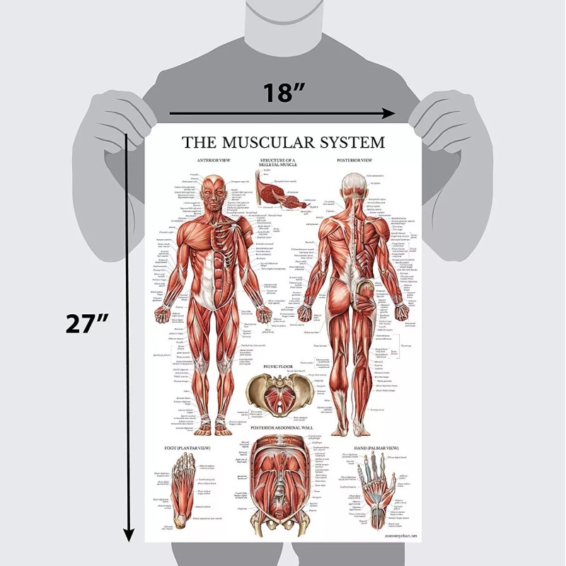 Palacelearning Sistema Muscular Poster Anatómico - Laminado - Muscle Anatom