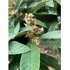 Loquat Leaves