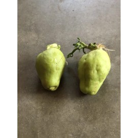 Chayote Plant 2 Sprouted Chayote Squash Mirliton Ready To Plant