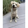 Beach Essintals Designer Dog Collar - Luxury Nautical Pet Necklace