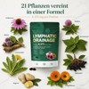 MISSECO 21 Pflanzen Komplex Löwenzahn Echinacea Klette 240 Softgel Kapseln