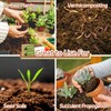 Riare 8pcs Organic Coco Coir Bricks Soil Blocks- 100% Natural