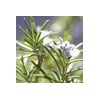 Georgian Lore 재생 크림 크렘 비사쥬 레제네랑뜨 50ml Regenerating Cream