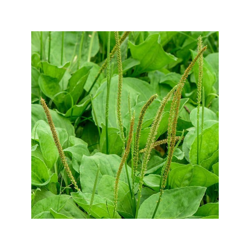 차전자피가루 차전자피 식이섬유 분말 장건강 500g/2 Psyllium Husk Powder Dietary