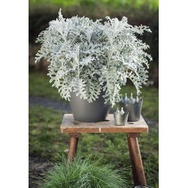 Seeds4planting - Seeds Dusty Miller Silver Groundsel Silver Dust Cineraria Perennial Flowers Unusual Plant