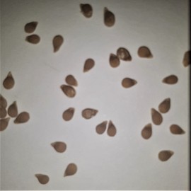 PAPAW'S GARDEN SUPPLY LLC. Helping The Next Generation Grow! Roma Paste Tomato Seeds, Non-GMO, 1 Pack of 25 Seeds