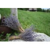 2 6" Lavender Bunches - 2 Bunches - 6" Long