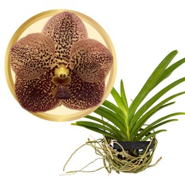 Better-Gro Vanda Peggy March ‘Ng Hok’, Live Plant Baggy Baby, Blooms Size in 6-12 Months with Proper Care - Hand-Selected by Master Growers
