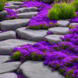 2000+ Mixed Creeping Thyme Seeds Colorful Ground Cover (Blue, Purple, Red, Yellow) Heirloom, Non-GMO Perennial