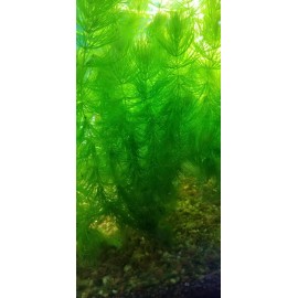 2 Hornwort & 2 Elodea - freshwater aquatic aquarium / pond plant