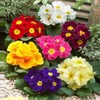 22Day Seeds: Seeds Evening Primrose Garden Mix/Primula/Perennial Flowers
