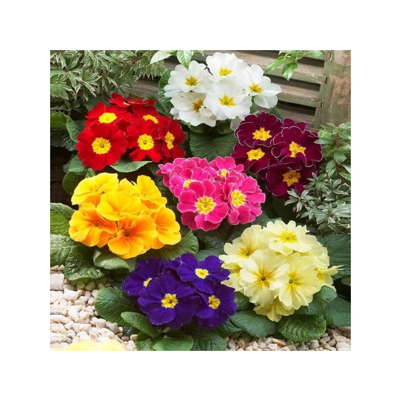 22Day Seeds: Seeds Evening Primrose Garden Mix/Primula/Perennial Flowers