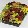 Outsidepride Coleus Wizard Mix - 200 Seeds