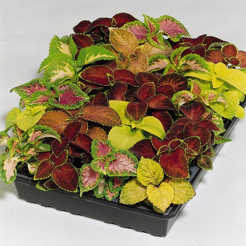 Outsidepride Coleus Wizard Mix - 200 Seeds