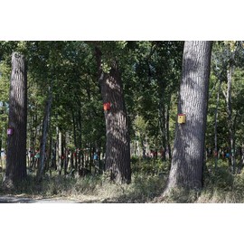 Photo- Birdhouses, including some that may be elaborately carved or painted, are a common sight in the gardens and woods of rural and suburban America 1 Fine Art Photo Reproduction 36in x 24in