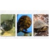 (pont du monde) turtle turtle shelter lair floating island staircase