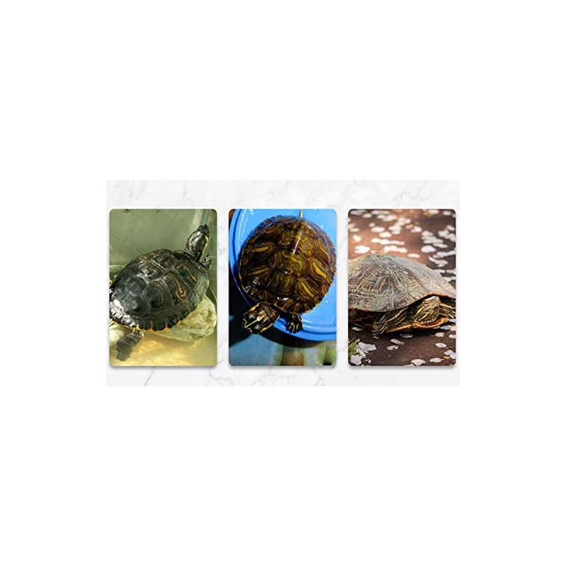 (pont du monde) turtle turtle shelter lair floating island staircase