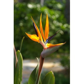 Strelitzia Royal Bird of Paradise Seeds Perennial Flowers for Planting Giant Non GMO 3 Seeds