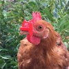 Weilan Pinless Peepers with Pliers for Chickens Blinders Pheasant Poultry