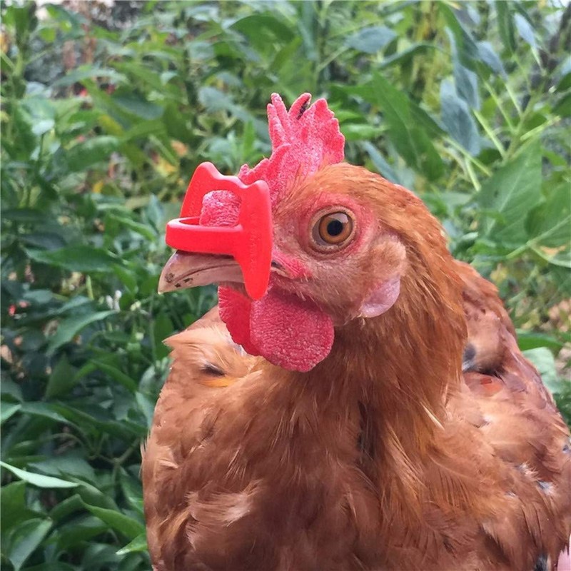 Weilan Pinless Peepers with Pliers for Chickens Blinders Pheasant Poultry