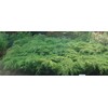 Microbiota decussata (Russian Cypress) Evergreen, #2 - Size Container