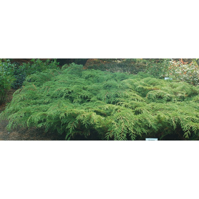 Microbiota decussata (Russian Cypress) Evergreen, #2 - Size Container