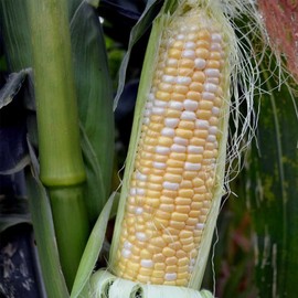 Serendipity Hybrid Triplesweet Corn Garden Seeds - 1 Oz Packet ~175 Seeds - Non-GMO Vegetable Gardening Seeds - Bicolor Triple Sweet Corn