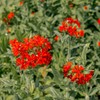 Outsidepride Lychnis Chalcedonica - 5000 Seeds