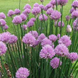 500 Garden Chives Seeds - Non-GMO - Always Fresh Seeds! - Planting Seeds for Home Vegetable & Herb Garden