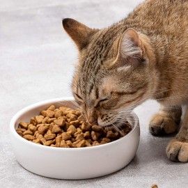 Ceramic Pet Bowl for Cats,Classic Ceramic Cat Dish Dog Bowls for Food and Water,12 Liquid Ounce