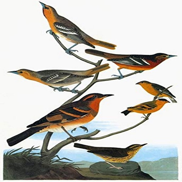 Audubon Songbirds Nfrom Top Two BullockS Orioles (Icterus Bullockii) Facing