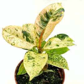 Malibu tropical Ficus Shivereana Moonshine Variegated live plant ,Ficus Marble- in 4" pot - CA