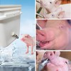 3 PCS Pig Nipple Waterer for Barrel Kit Automatic Pig