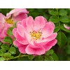 Crema Rosa Mosqueta Concha Nácar Hidrata Estrías Arrugas Todo Tipo