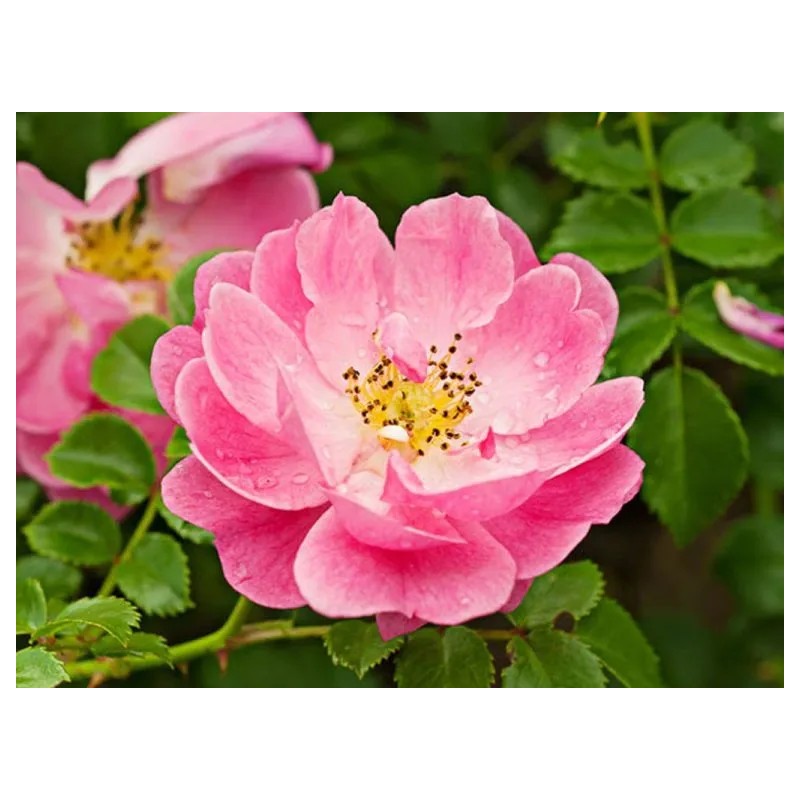 Crema Rosa Mosqueta Concha Nácar Hidrata Estrías Arrugas Todo Tipo