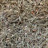 Pine Needle Tea - 100g - Whole Pine Needles -