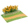 Liebessa 3D Pop Up Card Flowers (Daffodils) Beautiful Birthday Card,