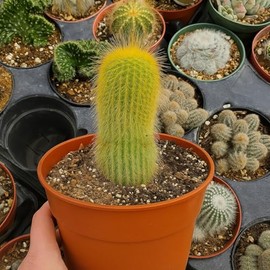 Generic Bareroot | Parodia leninghausii | Golden Ball Cactus | XL Live Plant, green