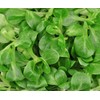 SeedsUP - 500+ Seeds Corn Salad Lamb's Lettuce - Vegetable