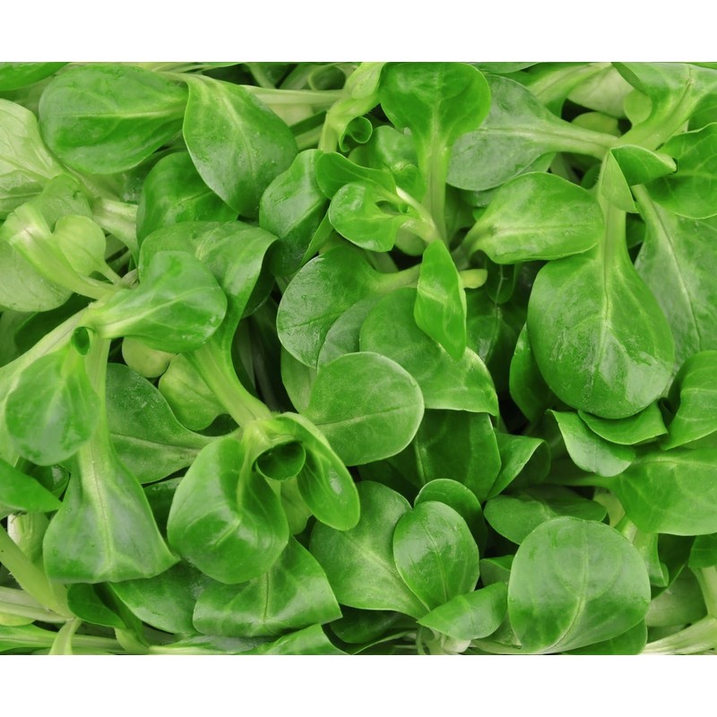 SeedsUP - 500+ Seeds Corn Salad Lamb's Lettuce - Vegetable
