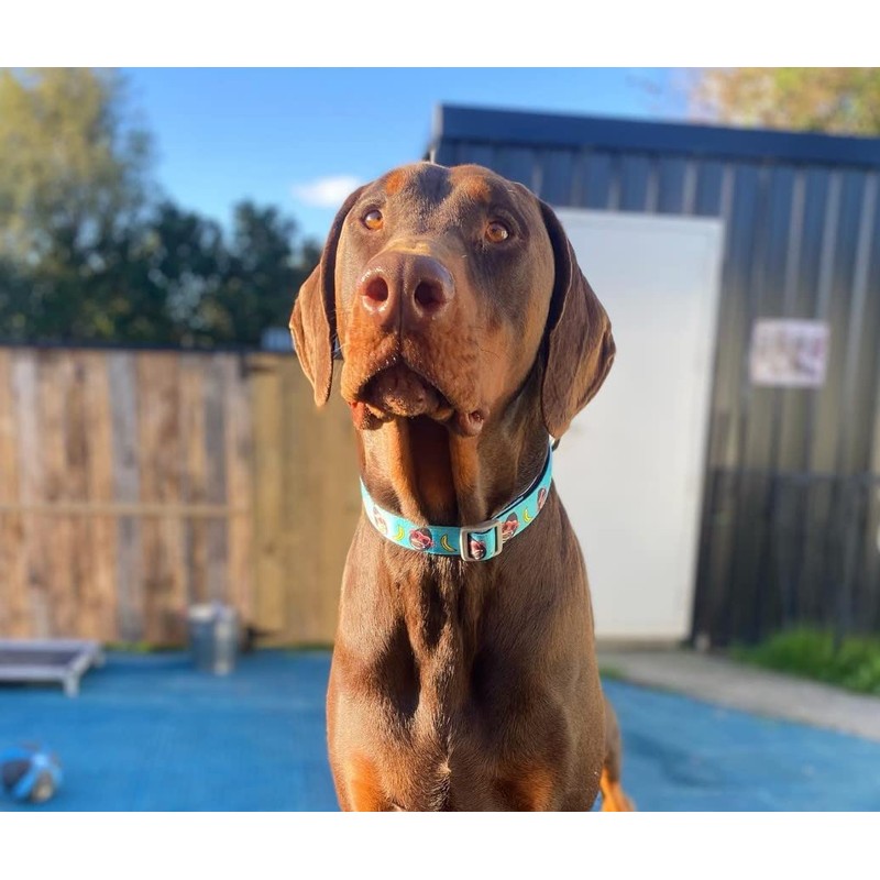 FuzzYard Gor-illz Monkey and Banana Adjustable Dog Collar (Large)