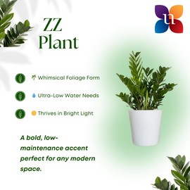 United Nursery ZZ Plant Live (Zamioculcas Zamiifolia), 24–30” Tall in 10” White Decor Pot, Low Light Drought Tolerant Indoor Houseplant for Home & Office