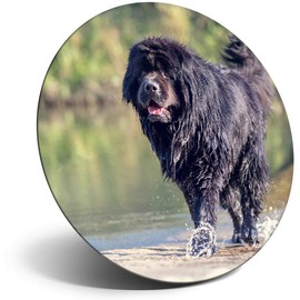 Destination Vinyl ltd Magnet for Refrigerator, Fridge - Newfoundland Dog Puppy Cute for Office, Cabinet and Whiteboard, Magnetic Stickers, 2279