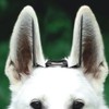 POPETPOP 2 Sets Dog Ear Posting Kit - Doberman Ear